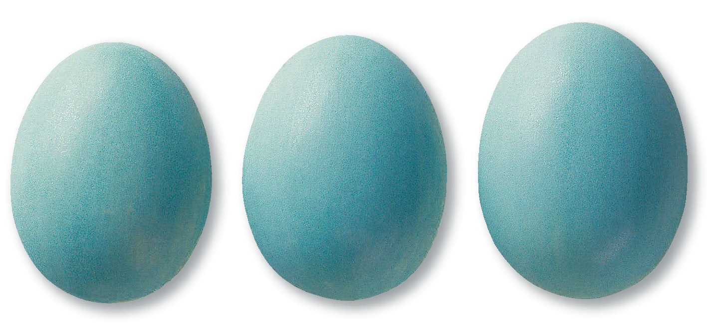 304 Тюркис матт 7804