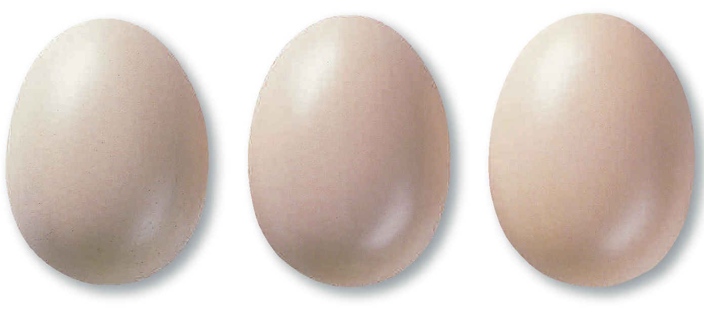 328/Порцелланхаут, 7828 (1020-1080 С)