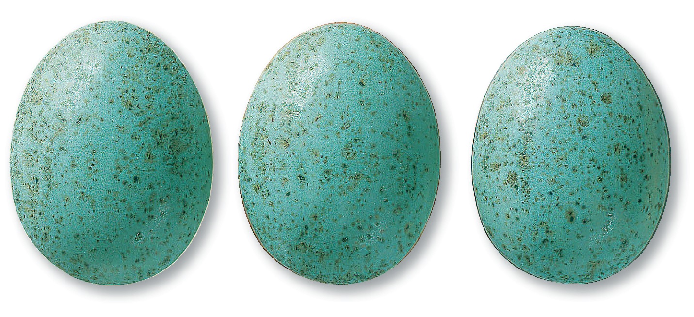 345/Тюркіс шпренкель, 7845 (1020-1080 С)