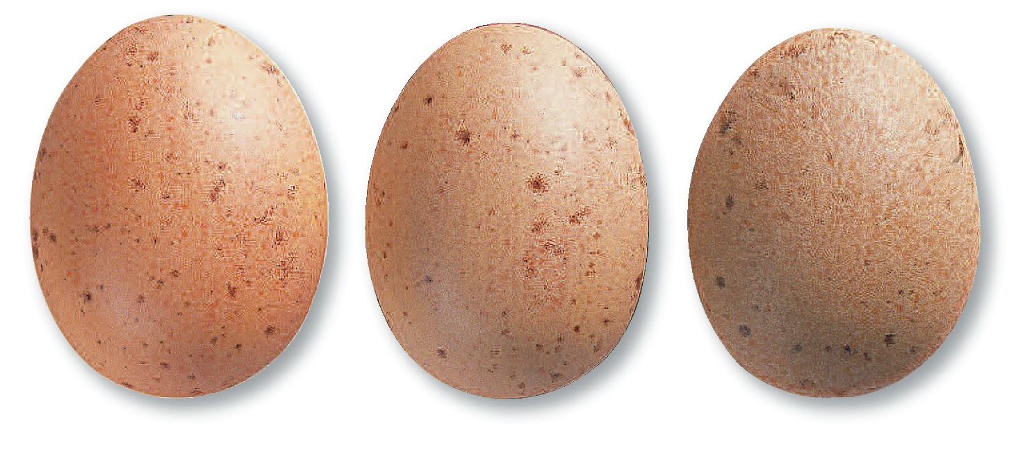 348 Кюрбис гельб 7848