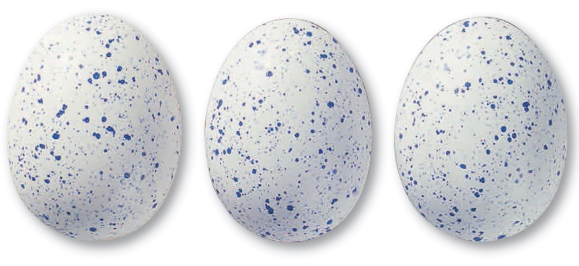 356 Блаугранити 7856